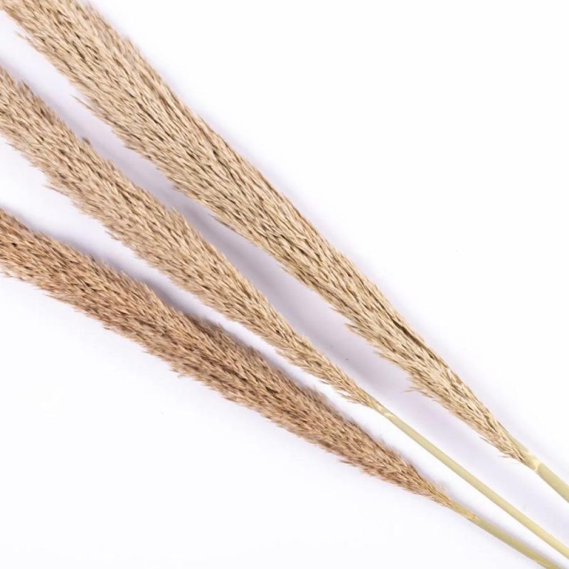 Dried flowers | Bundle Of Reed Panicles Eleonora, Dried, Natural Colour, 4Ft/115Cm Accessories Beige