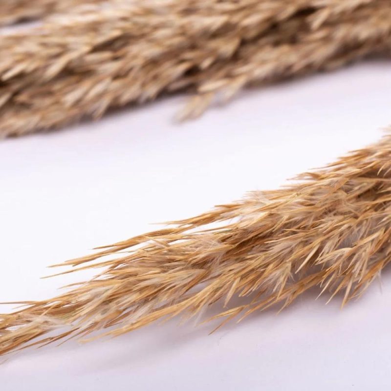 Dried flowers | Bundle Of Reed Panicles Eleonora, Dried, Natural Colour, 4Ft/115Cm Accessories Beige