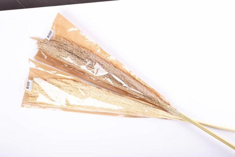 Dried flowers | Bundle Of Reed Panicles Eleonora, Dried, Natural Colour, 4Ft/115Cm Accessories Beige