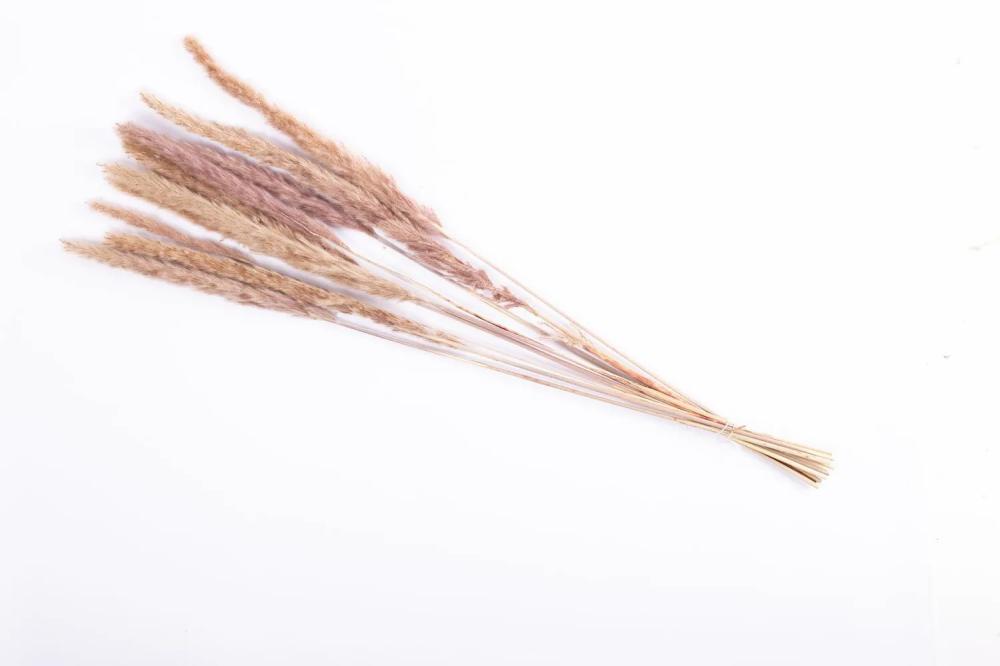 Dried flowers | Dried Grass Bunch Of Pampas Grass Panicles Marcella, Natural Colour, 30"/75Cm Accessories Beige