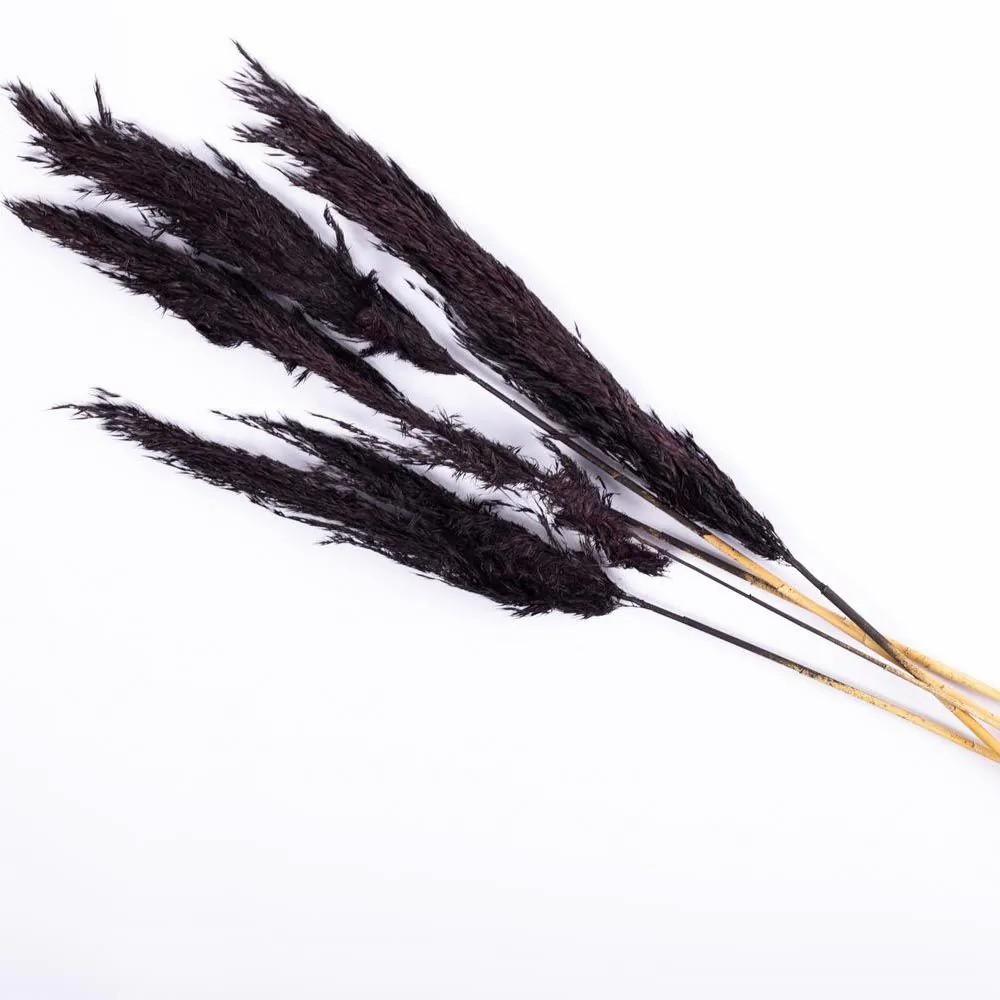 Dried flowers | Dried Grass Bunch Of Reed Panicles Alessandro, Black, 30"/75Cm Accessories Black