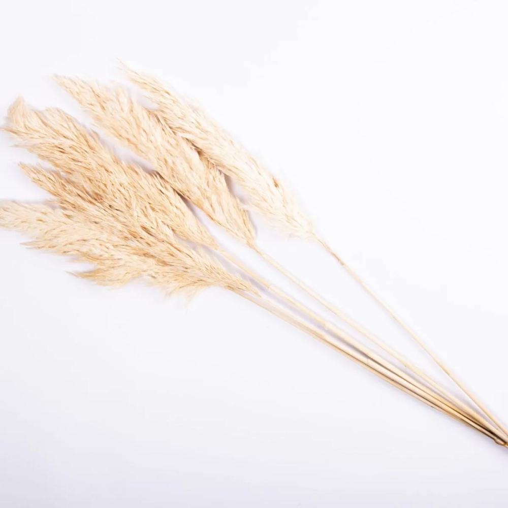 Dried flowers | Dried Grass Bunch Of Reed Panicles Alessandro, Bleached, 30"/75Cm Accessories Dried flowers