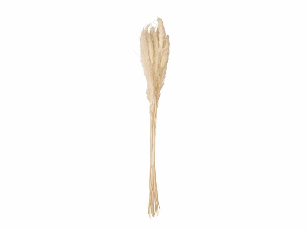 Dried flowers | Dried Pampas Grass Bunch Cornelio, Natural Colour, 75Cm Accessories Beige