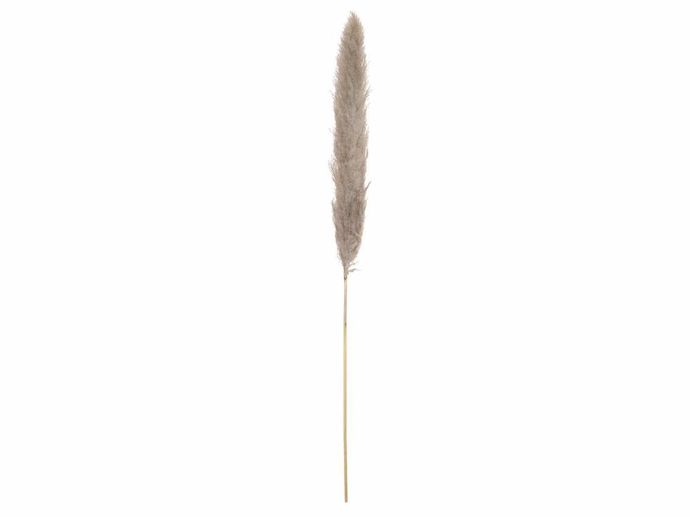 Dried flowers | Dried Pampas Grass Panicle Alberico, Natural Colour, 135Cm Accessories Beige