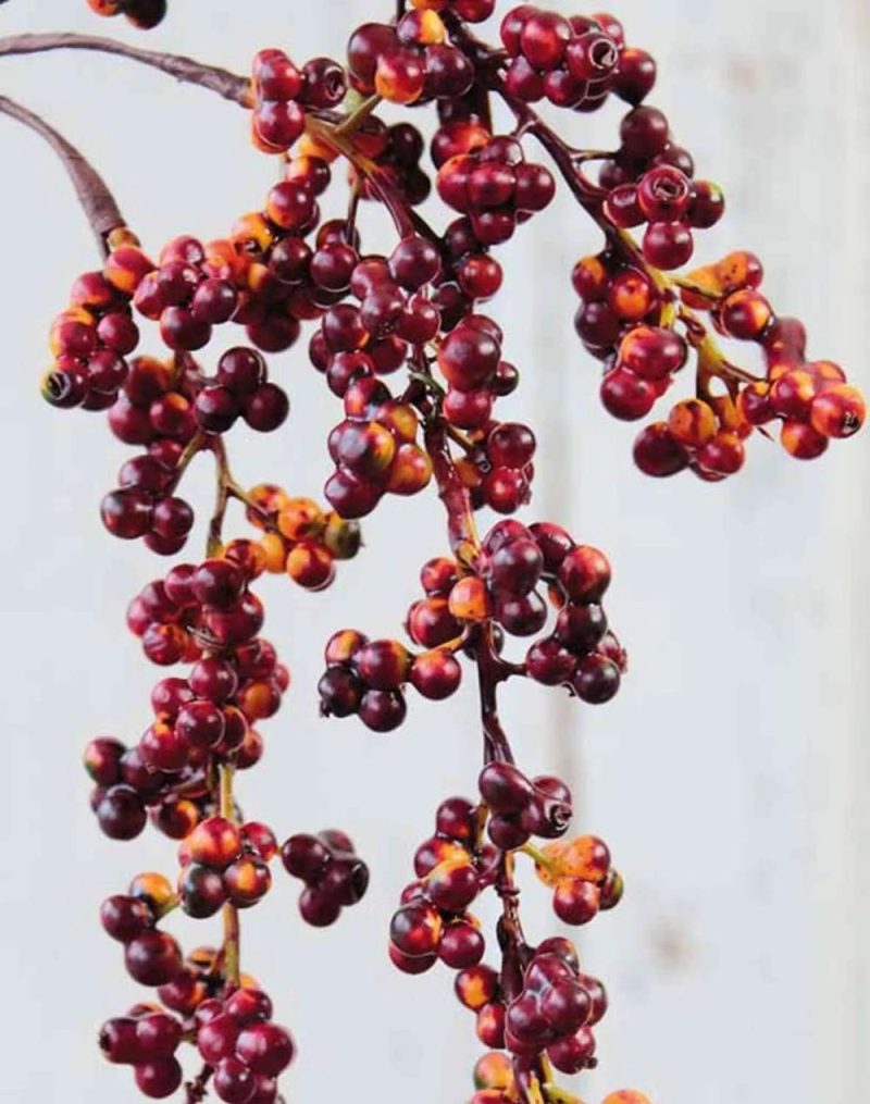 Elders | Artificial Elderberry Branch Swantje, Fruits, Burgundy-Orange, 16"/40Cm Artificial Plants Elders