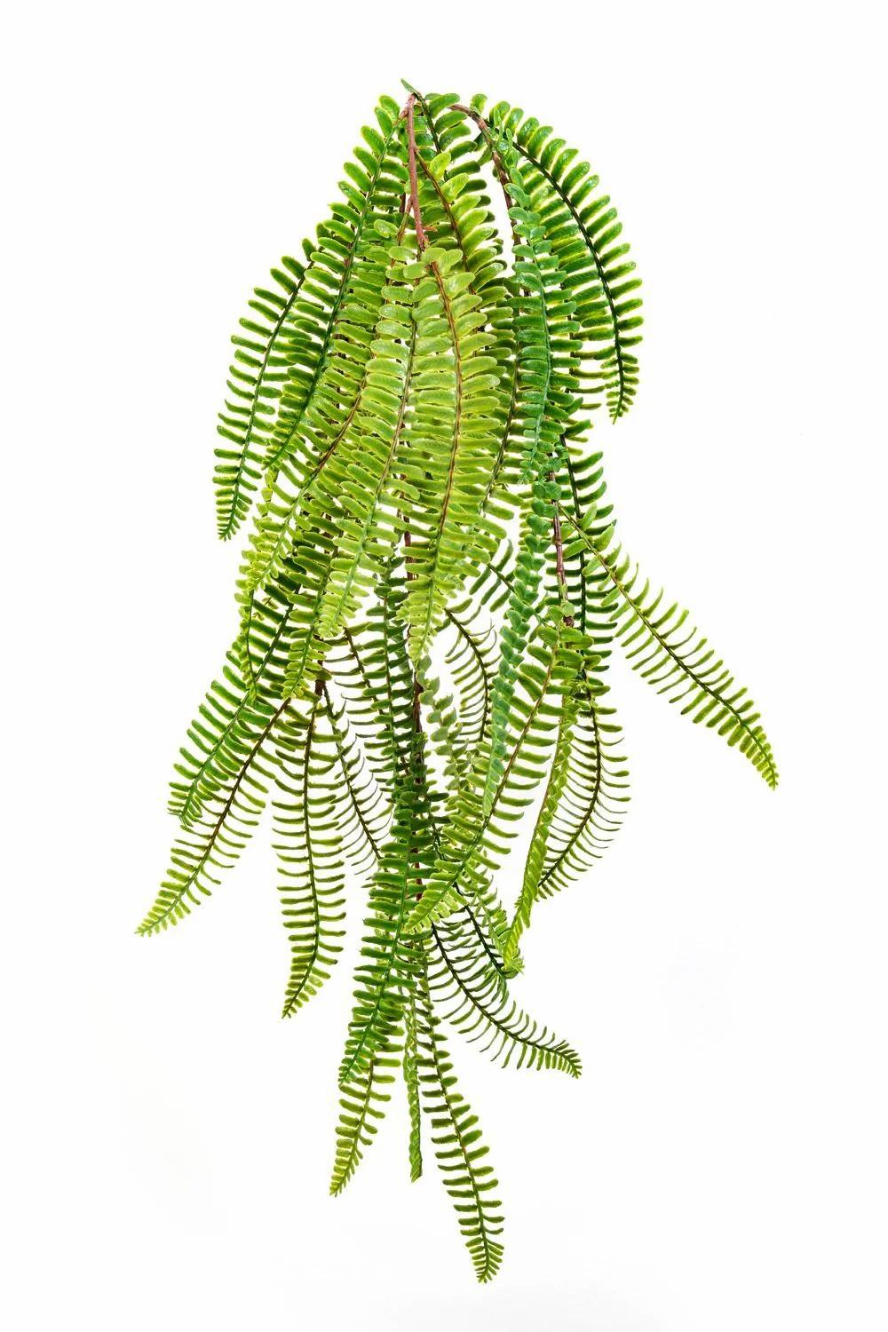 Ferns | Artificial Boston Fern Hanging Plant Danao On Spike, Green, 24"/60Cm Artificial Plants Ferns