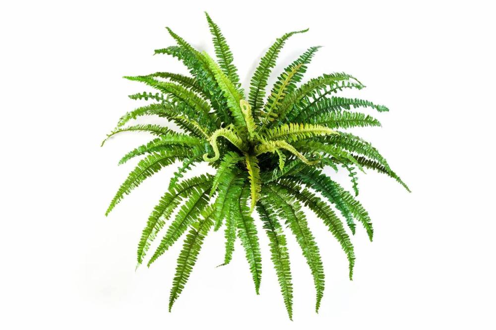 Ferns | Artificial Lady Fern Lean, On Spike, Green, 22"/55Cm, Ø 28"/70Cm Artificial Plants Ferns