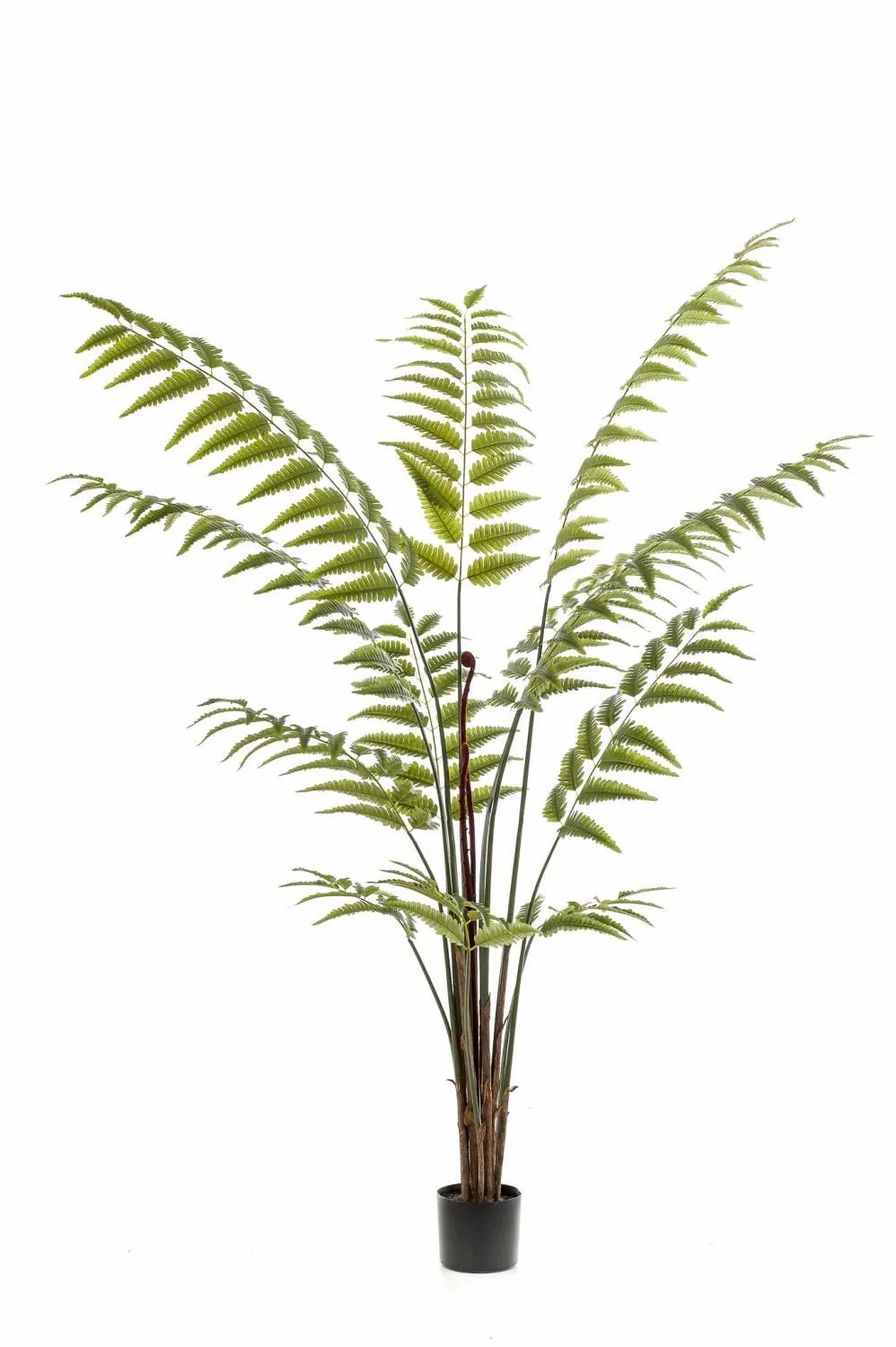 Ferns | Artificial Leatherleaf Fern Tree Ankoca, Green, 6Ft/180 Cm Artificial Plants Ferns