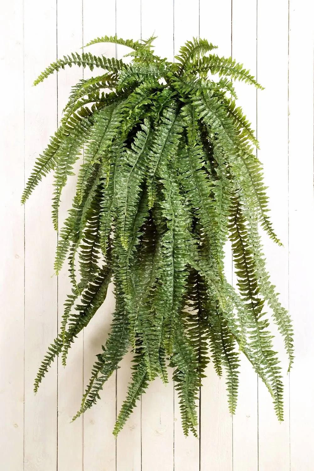 Ferns | Artificial Royal Fern Mateno, On Spike, Green, 5Ft/150Cm, Ø 3Ft/95Cm Artificial Plants Ferns