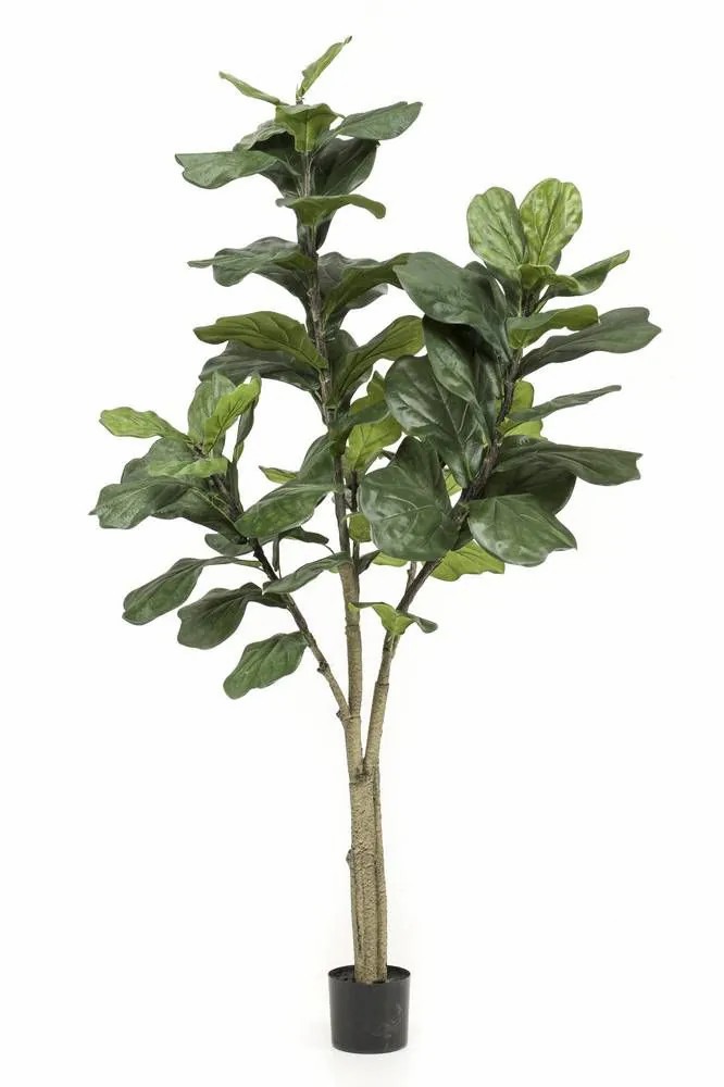 Ficus tree | Artificial Ficus Lyrata Enriko, Artificial Stem, Green, 6Ft/180Cm Artificial Trees Ficus tree