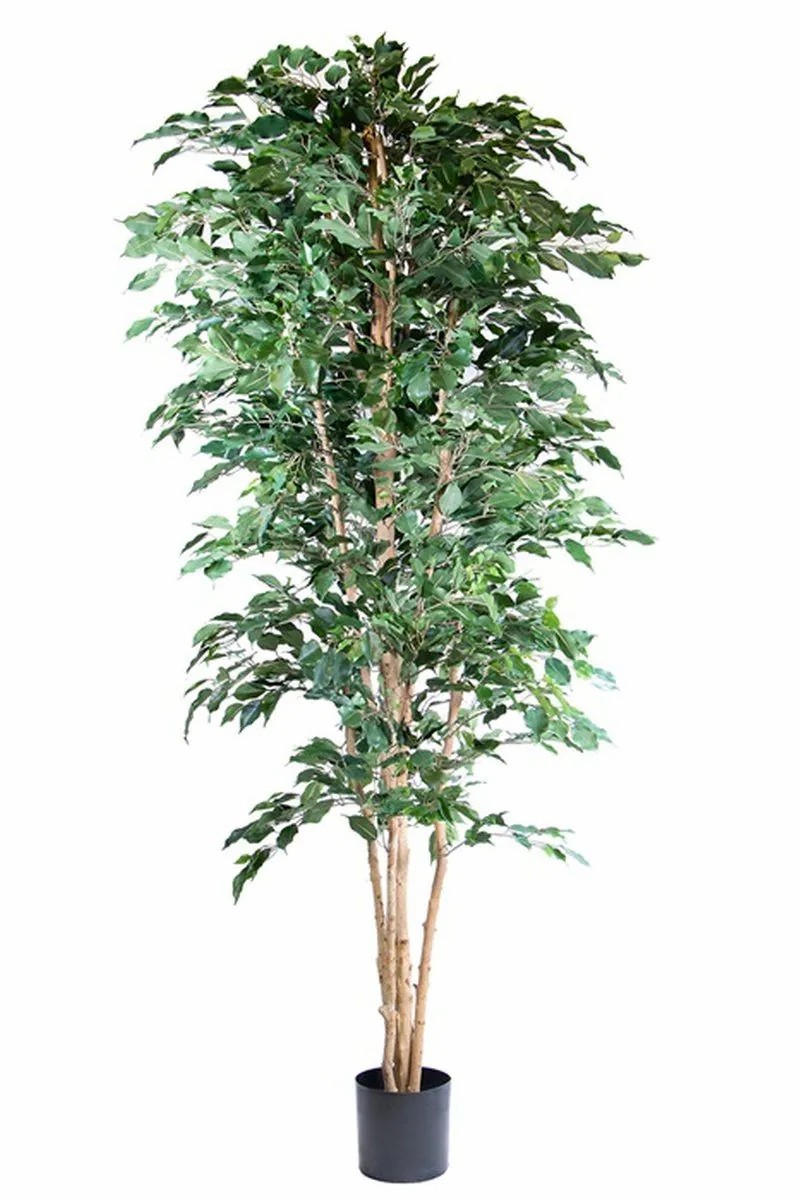 Ficus tree | Artificial Plant Ficus Benjamina Akahi, Natural Trunk, Green, 8Ft/240Cm Artificial Trees Ficus tree