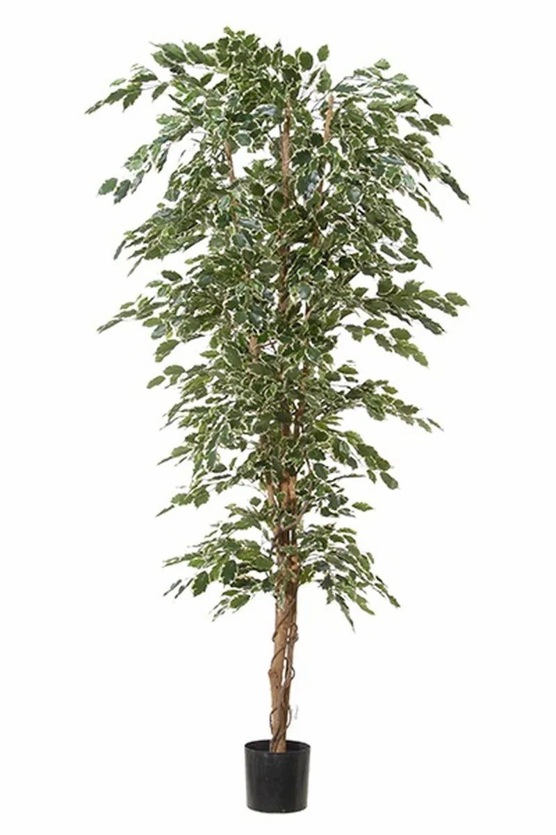 Ficus tree | Artificial Plant Ficus Benjamina Aleksa, Real Trunk, Green-White, 8Ft/240Cm Artificial Trees Ficus tree