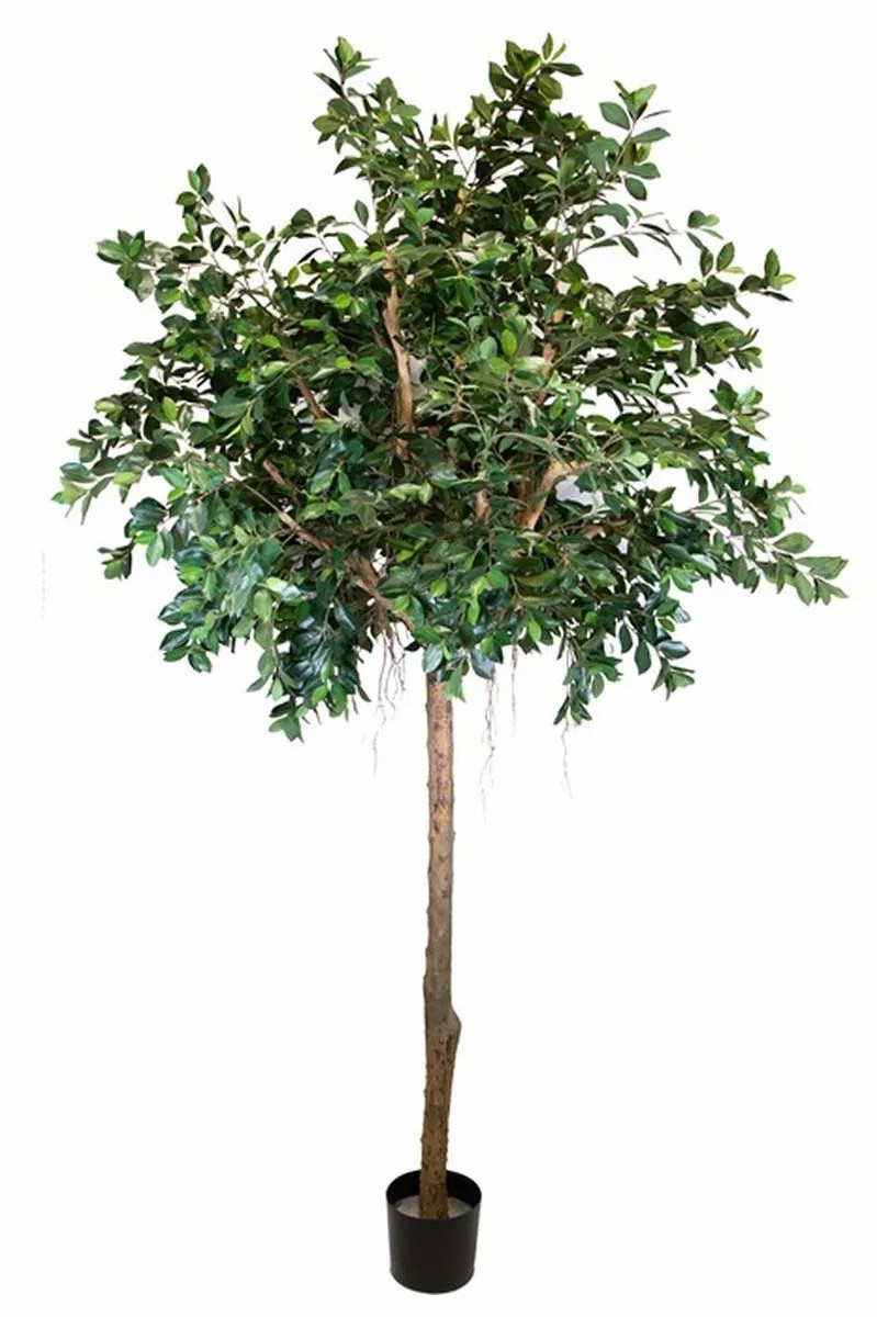 Ficus tree | Decorative Plant Ficus Benjamina Arstan, Real Trunk, With Lianas, Green, 10Ft/300Cm Artificial Trees Ficus tree