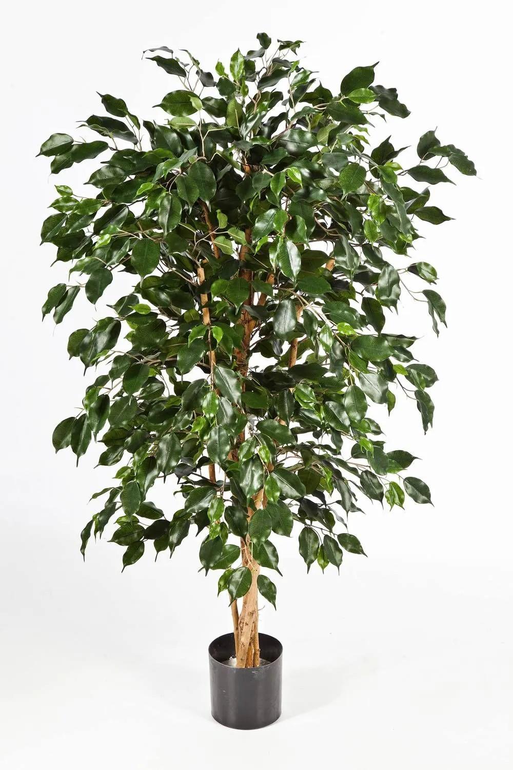 Ficus tree | Fake Ficus Benjamina Decio, Natural Stems, Green, 6Ft/180Cm Artificial Trees Ficus tree