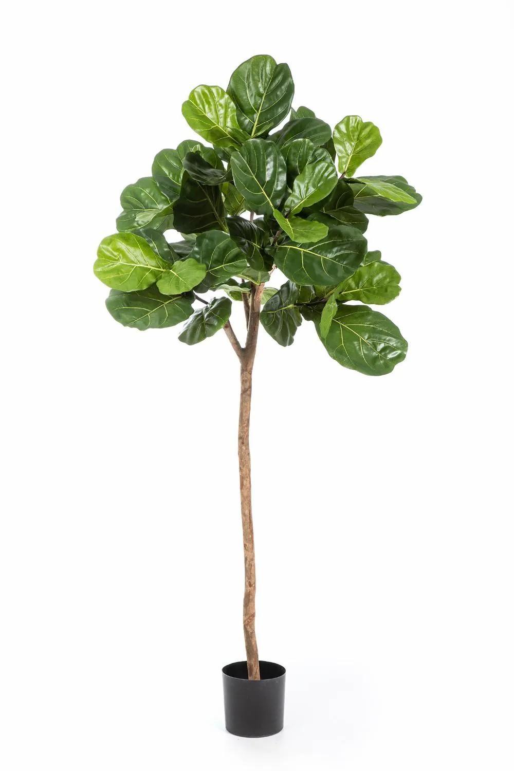 Ficus tree | Fake Ficus Lyrata Aderito, Real Stem, Green, 7Ft/200Cm Artificial Trees Ficus tree