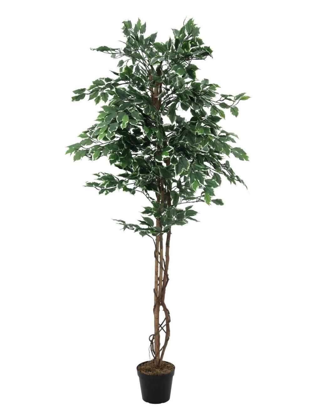 Ficus tree | Plastic Ficus Benjamina Jacopo, Natural Stems, Green-White, 6Ft/180Cm Artificial Trees Ficus tree