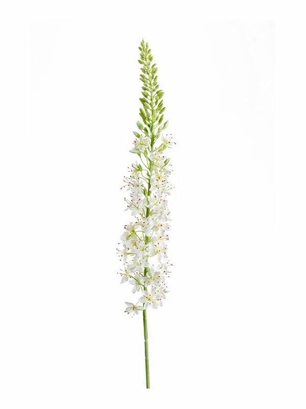 Foxtail lily | Artificial Flower Eremurus Aomori, Cream, 3Ft/105Cm Artificial Flowers Foxtail lily