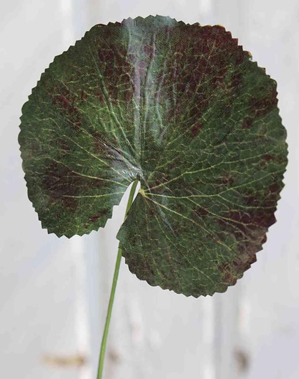 Geranium | Artificial Geranium Leaf Heidegard, Green-Red, 15"/38Cm, Ø4.3"/11Cm Artificial Flowers Geranium