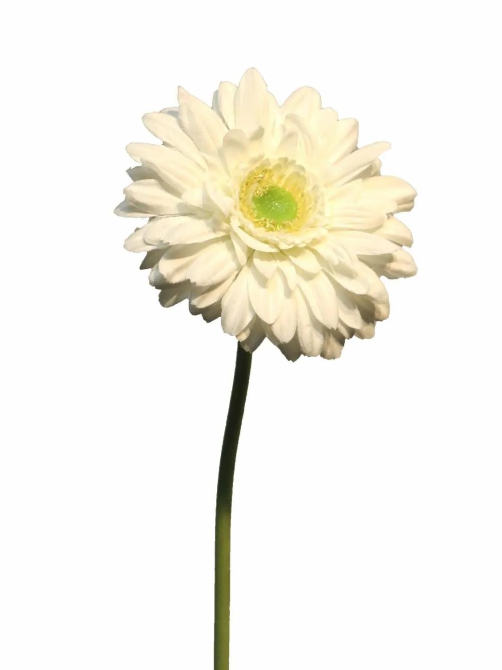 Gerbera | Artificial Gerbera Qiudong, Cream, 20"/50Cm Artificial Flowers Gerbera