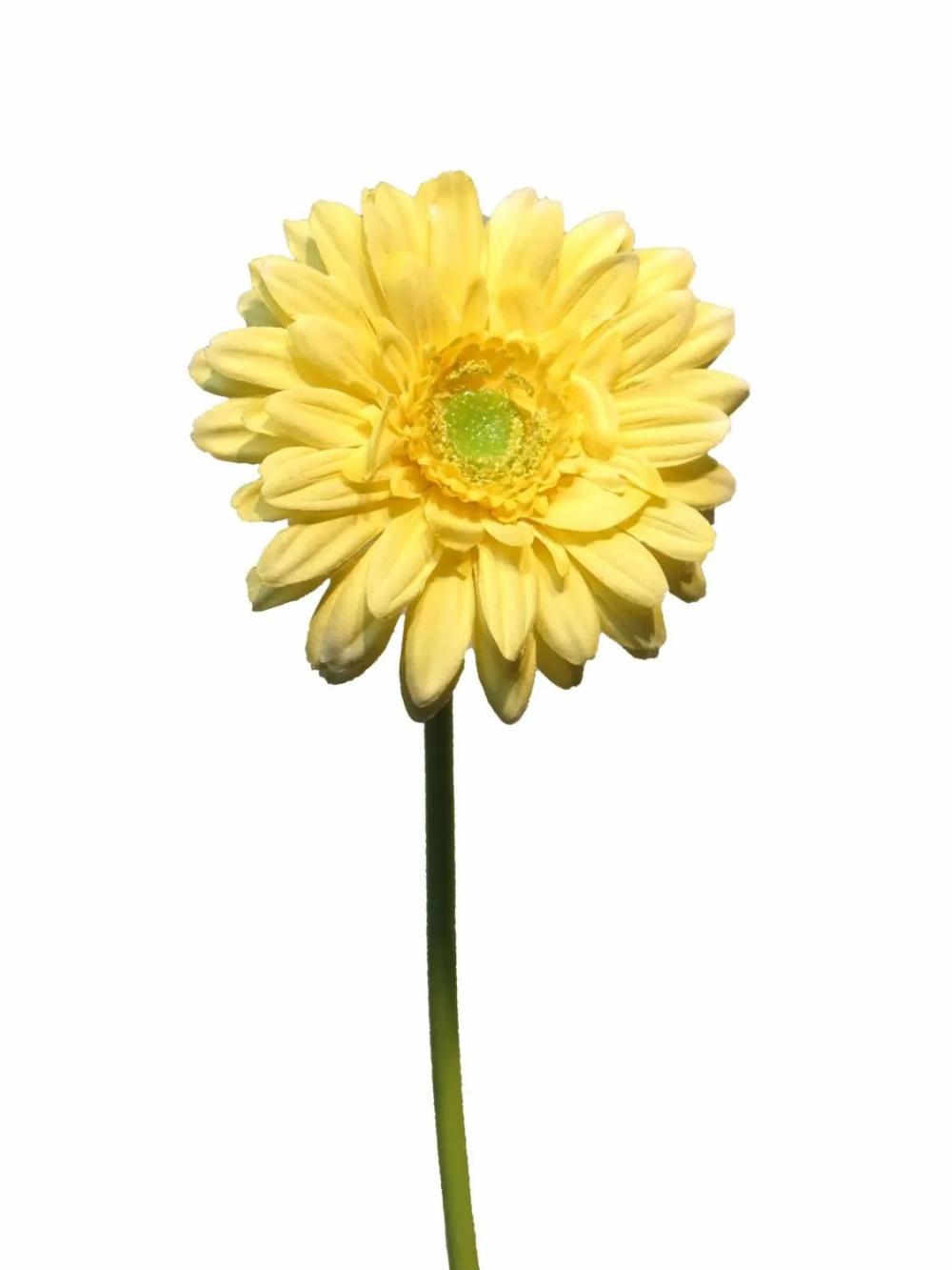 Gerbera | Artificial Gerbera Qiudong, Yellow, 20"/50Cm Artificial Flowers Gerbera