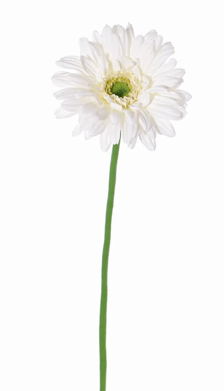 Gerbera | Silk Gerbera Helli, Cream, 26"/65Cm, Ø4.7"/12Cm Artificial Flowers Gerbera