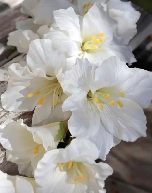 Gladiolus | Plastic Flower Gladiolus Theophora, Cream-White, 4Ft/110Cm Artificial Flowers Gladiolus