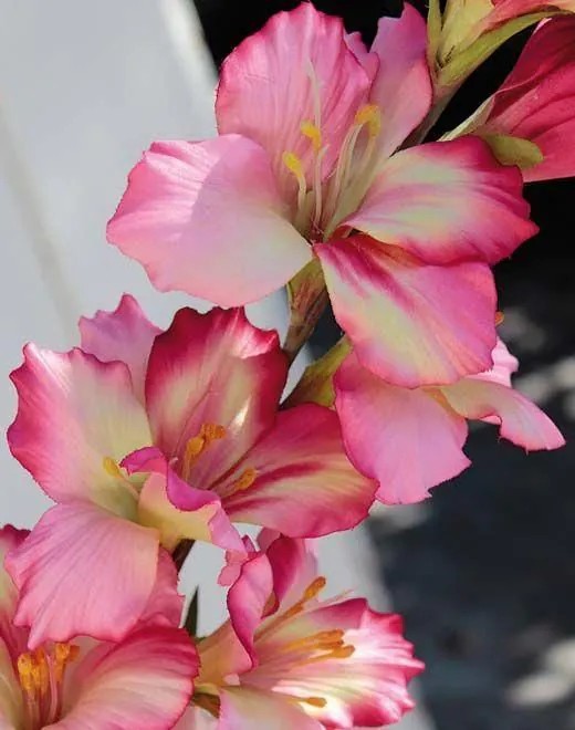 Gladiolus | Plastic Flower Gladiolus Theophora, Fuchsia-Green, 4Ft/110Cm Artificial Flowers Gladiolus