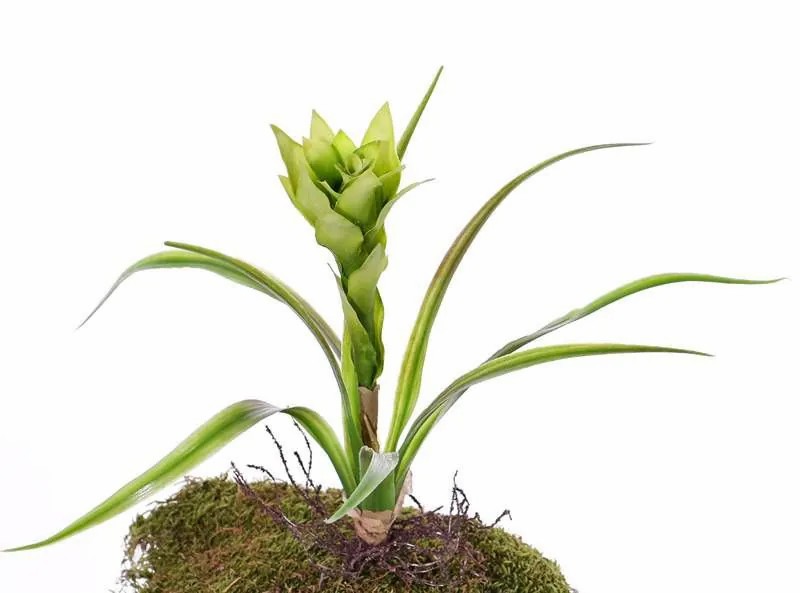 Guzmania | Fake Guzmania Anely With Flowers, On Spike, Green, 16"/40Cm Artificial Plants Green