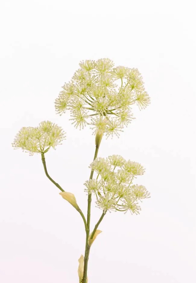 Hogweed | Artificial Hogweed Abderos, Cream, 3Ft/105Cm, Ø4.7"-8"/12-20Cm Artificial Flowers Hogweed