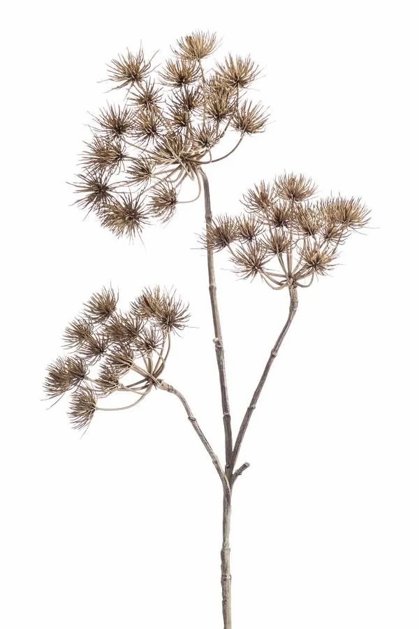 Hogweed | Artificial Hogweed Belmiro, Brown, 3Ft/100Cm Artificial Flowers Brown