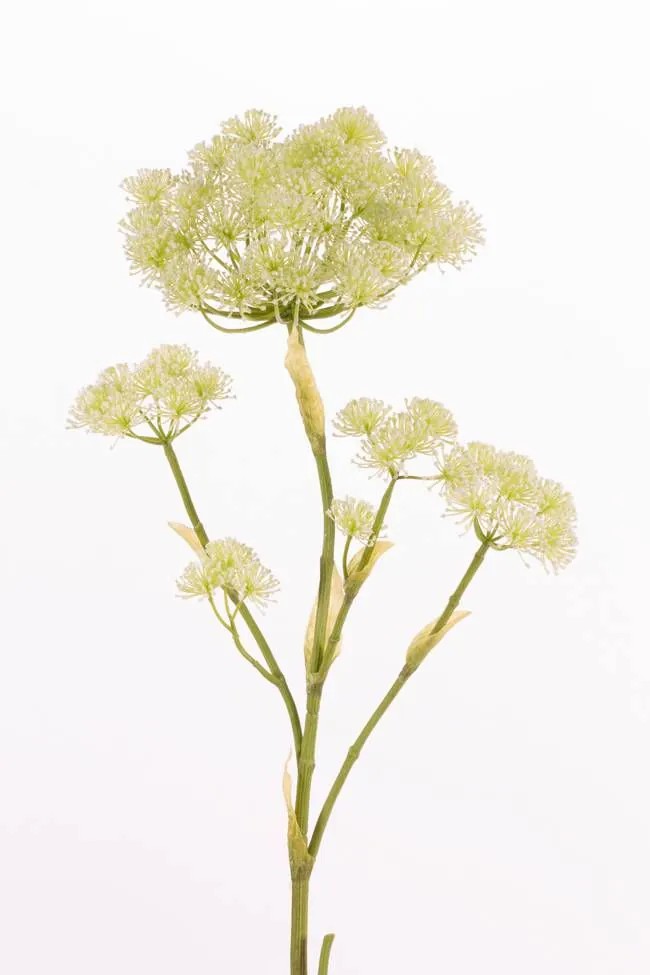 Hogweed | Artificial Hogweed Omphale, Cream, 4Ft/125Cm, Ø3.1"-9"/8-23Cm Artificial Flowers Hogweed