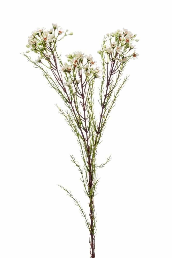 Honeywort | Artificial Wax Flower Medea, Cream, 31"/80Cm Artificial Flowers Honeywort