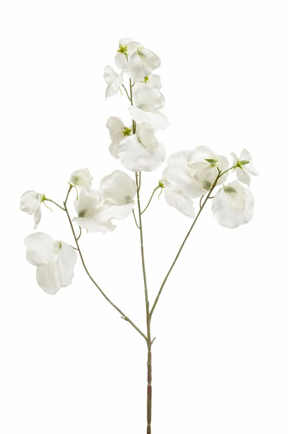 Lathyrus | Artificial Sweet Pea Kanzi, Cream, 30"/75 Cm Artificial Flowers Lathyrus