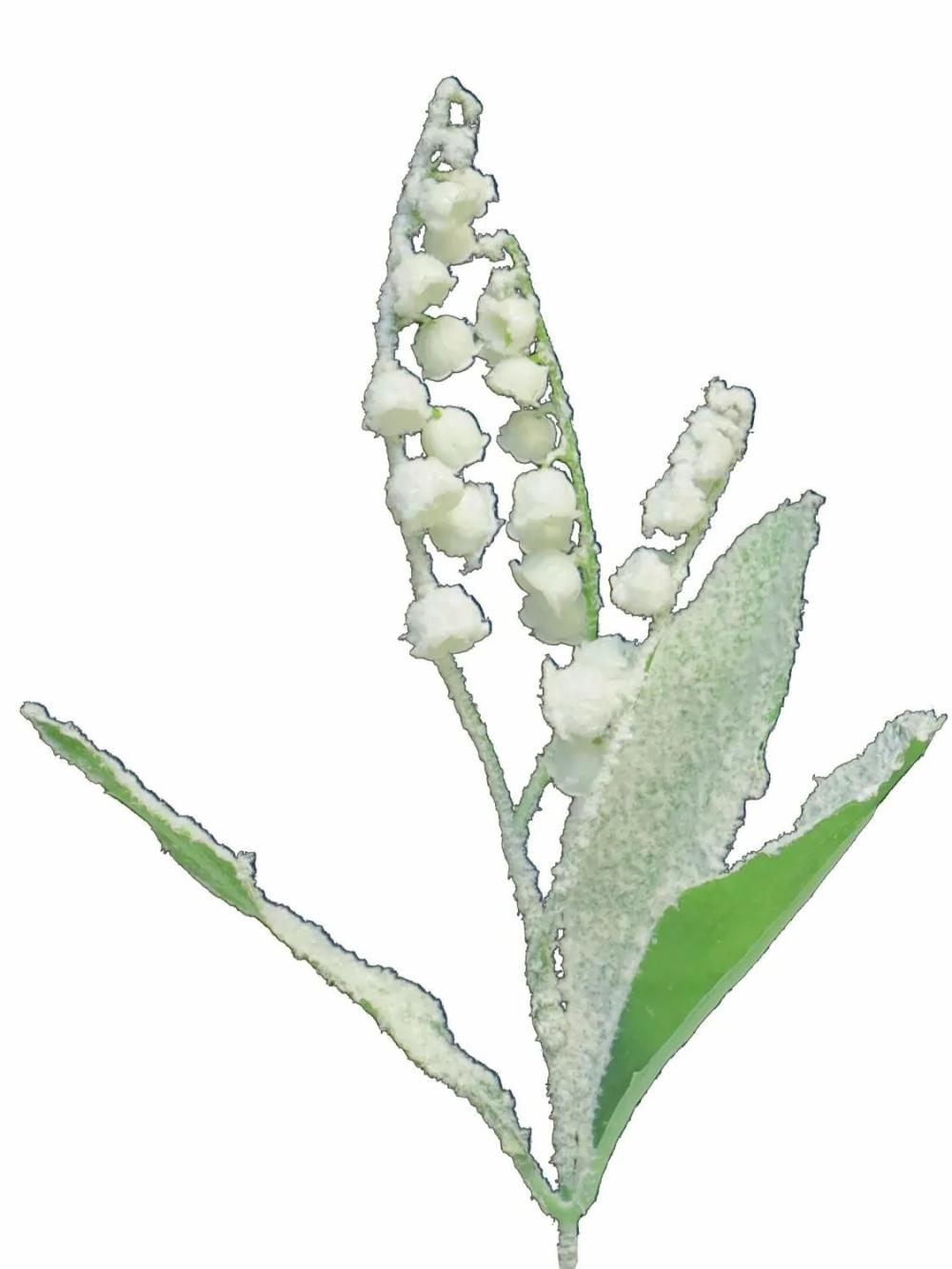 Lily of the valley | Plastic Convallaria Majalis Sujian, Snow-Covered, Spike, White, 14"/35Cm Artificial Flowers Lily of the valley