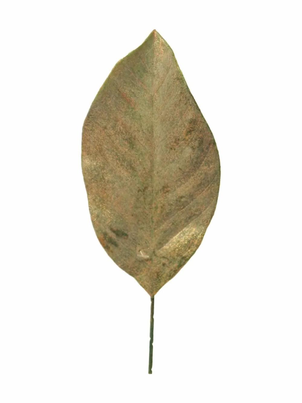 Magnolia | Artificial Magnolia Leaf Shijun, 12 Pieces, Gold, 12"/30Cm Artificial Flowers Gold