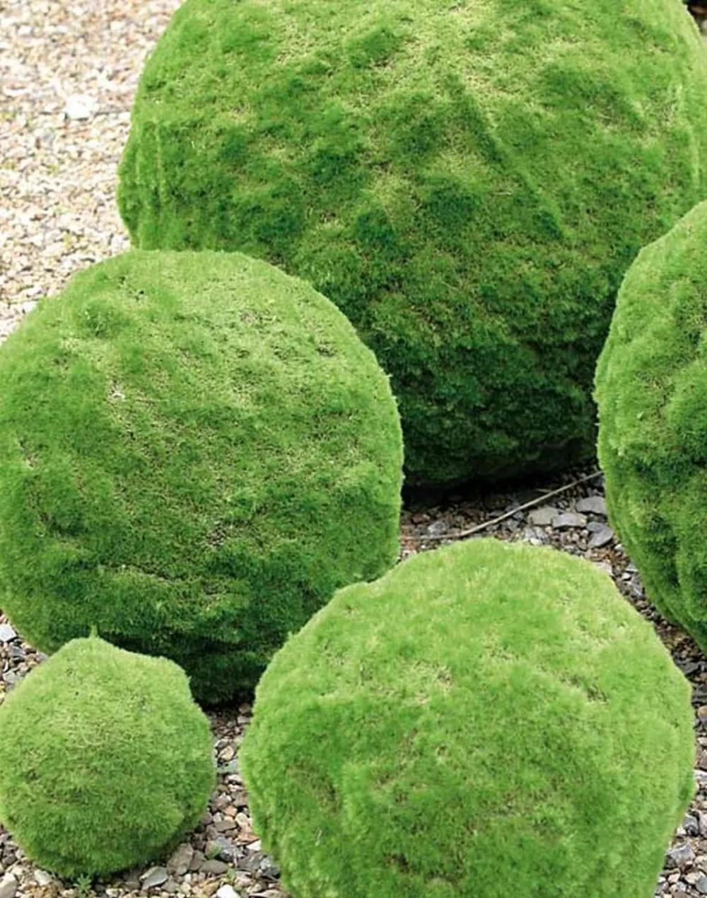 Moss | Fake Moss Ball Theos, Green, Ø6"/15Cm Accessories Green