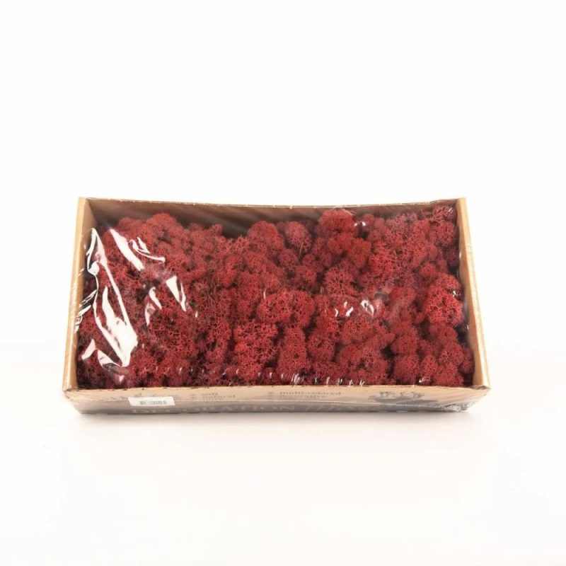 Moss | Genuine Icelandic Moss Sveinbjörn, Burgundy Red, 500G Accessories Moss