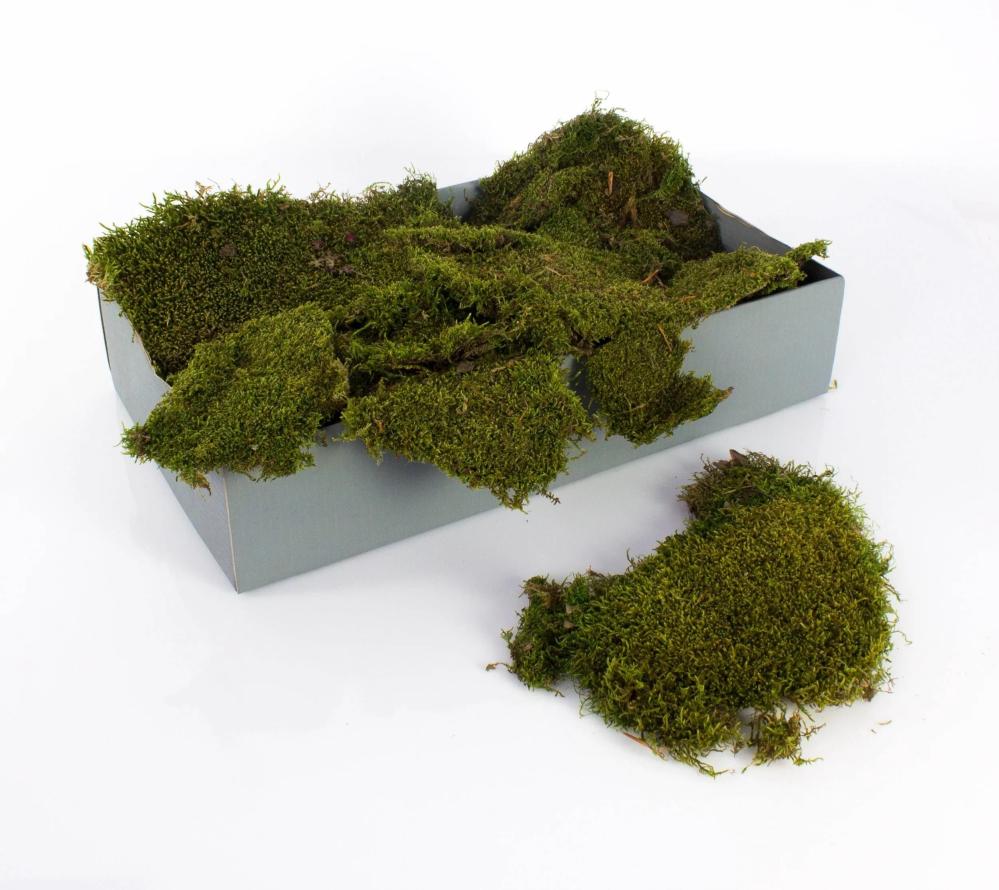 Moss | Layers Of Moss For Decorating Ennio, Untreated, 2Kg Accessories Green