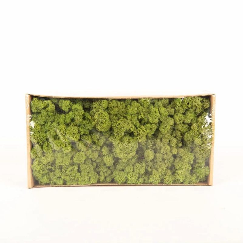 Moss | Real Icelandic Moss Sveinbjörn, Grass-Green, 500G Accessories Green