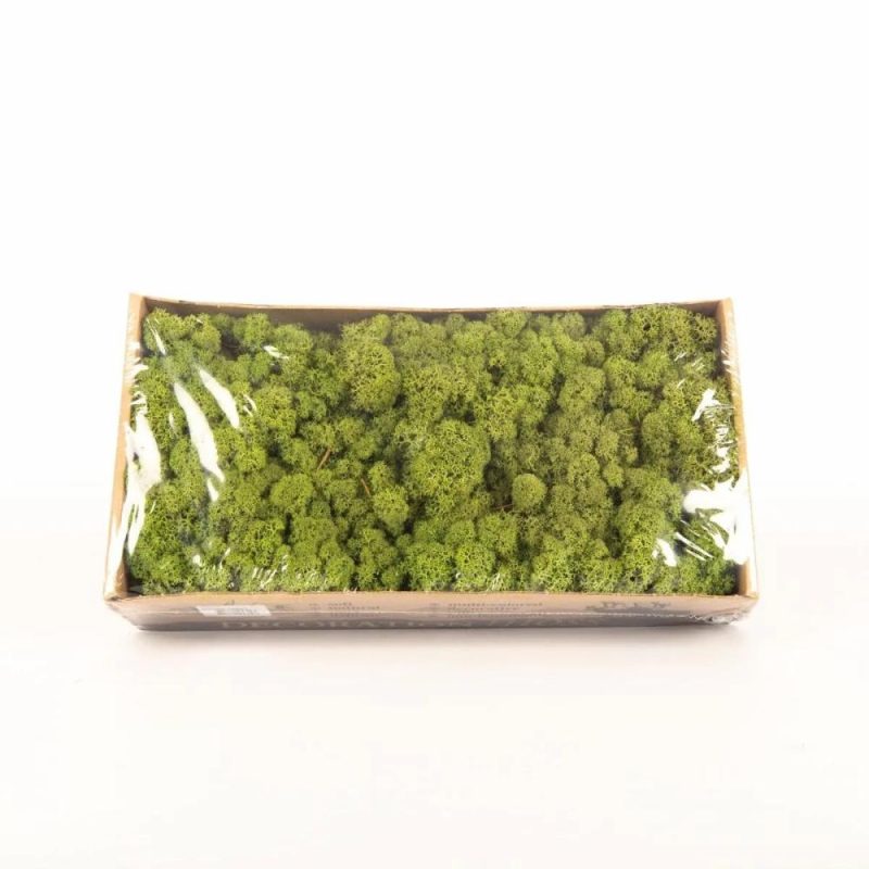 Moss | Real Icelandic Moss Sveinbjörn, Grass-Green, 500G Accessories Green