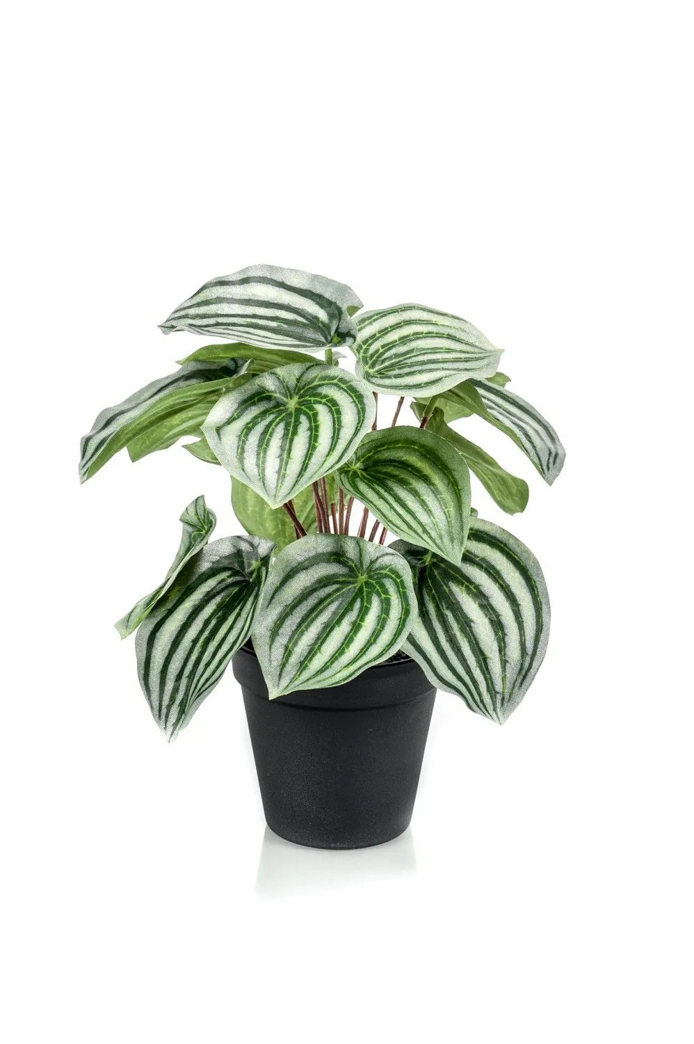 Peperomia | Artificial Baby Rubberplant Kepano, Green-White, 10"/25Cm Artificial Plants Green