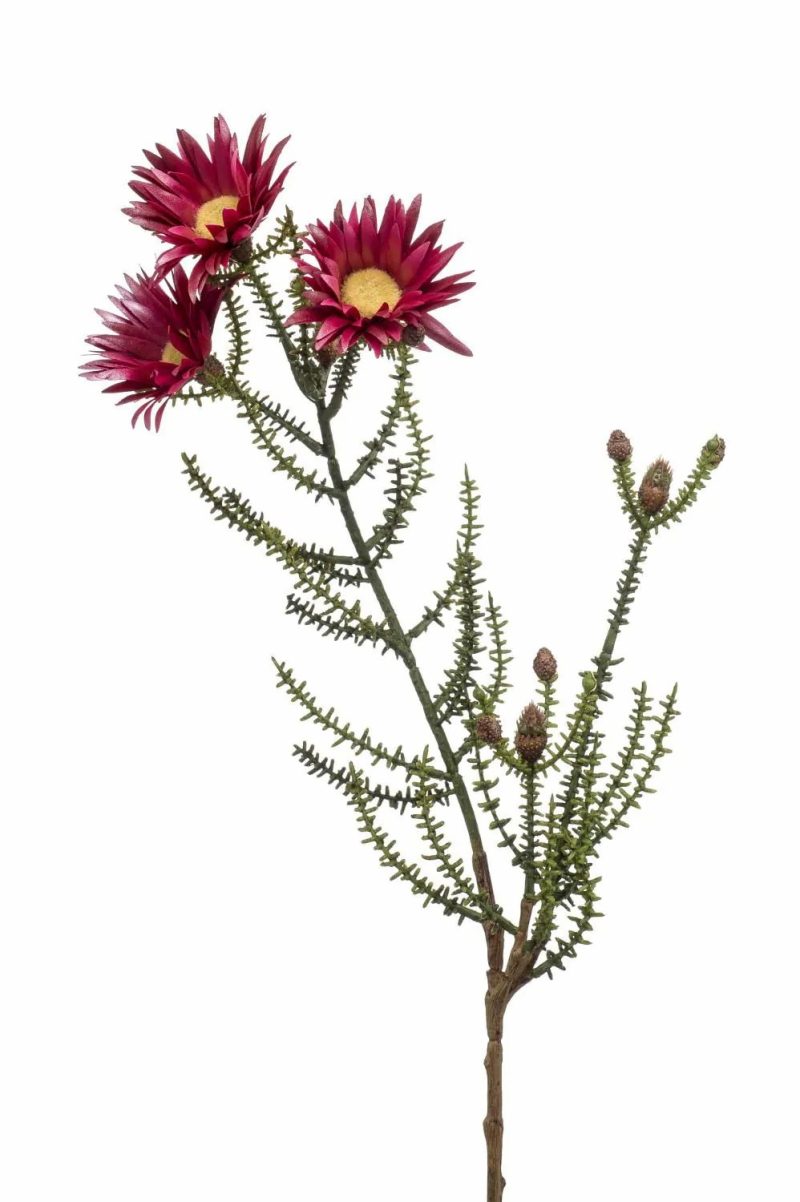 Phaenocoma prolifera | Artificial Cape Strawflower Beya, Burgundy-Red, 24"/60 Cm Artificial Flowers Phaenocoma prolifera