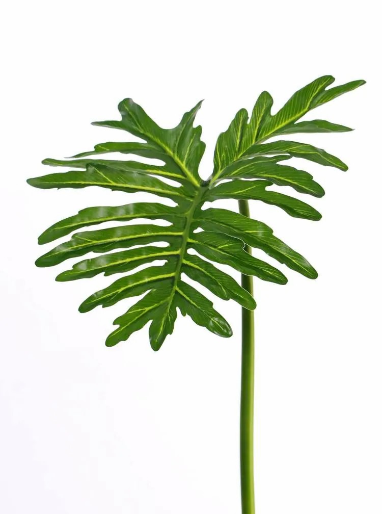 Philodendron | Plastic Philodendron Selloum Leaf Elodie, 3Ft/90Cm Artificial Plants Green