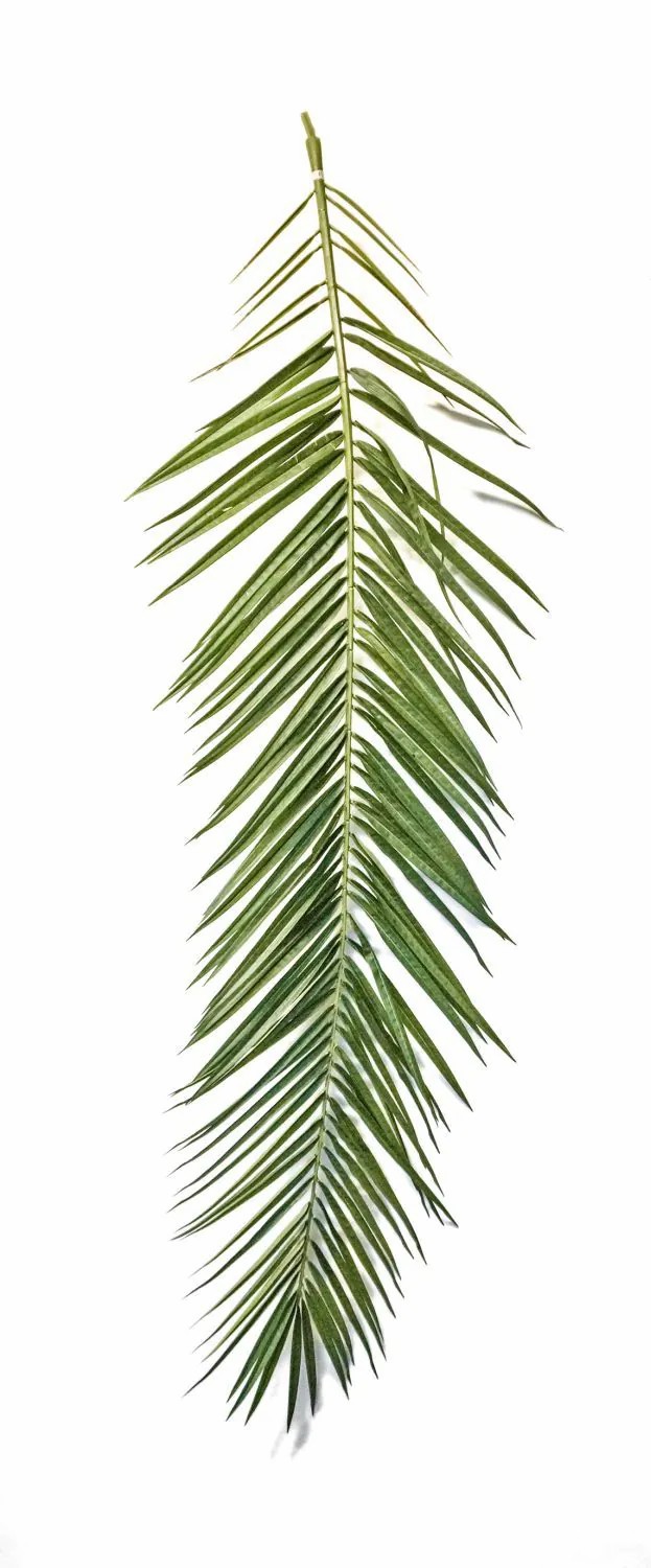 Phoenix palms | Artificial Phoenix Palm Frond Marfik, 15 Pieces, 5Ft-6Ft/150-180Cm Artificial Palms Green