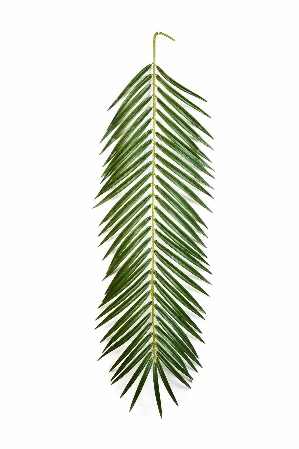 Phoenix palms | Fake Phoenix Palm Frond Jaime, 3Ft/90Cm Artificial Palms Green