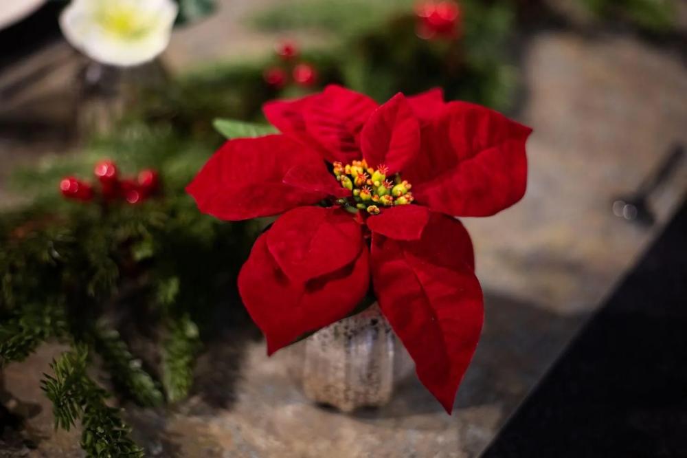 Poinsettia | Artificial Flower Poinsettia Wigburda In Glass Vase, Red, 6"/15Cm Artificial Flowers Poinsettia