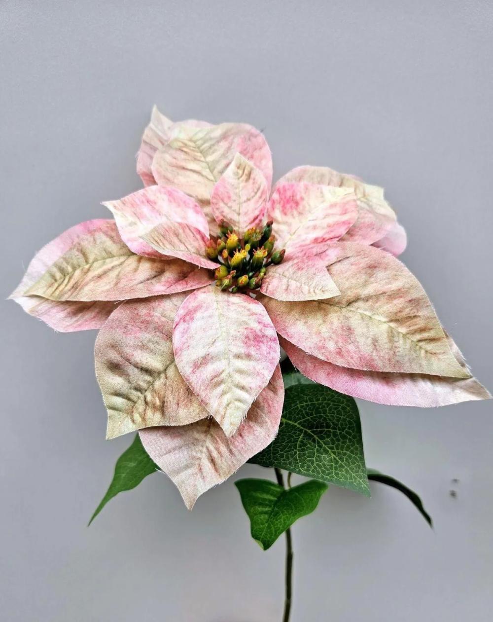 Poinsettia | Velvet Poinsettia Libasse, Cream-Pink, 26"/65Cm Artificial Flowers Poinsettia