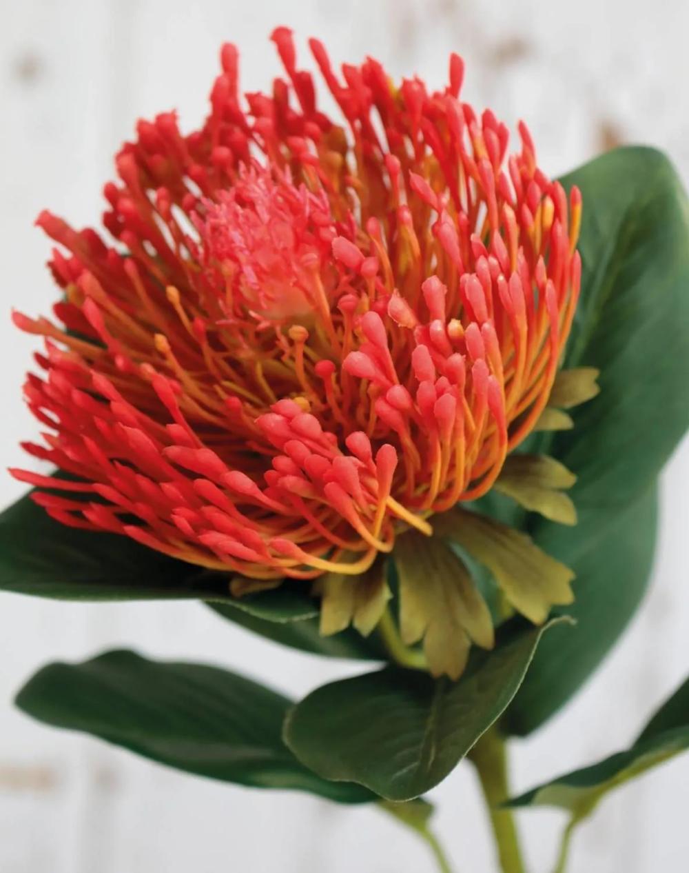 Protea | Artificial Protea Tanja, Red-Orange, 26"/65Cm Artificial Flowers Protea