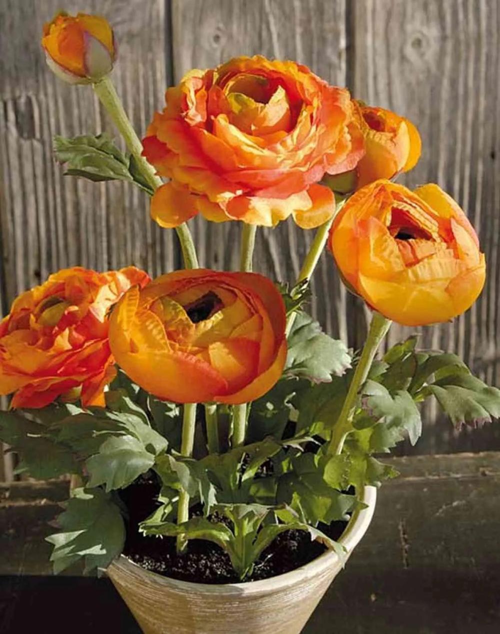 Ranunculus | Silk Ranunculus Josephina In Clay Pot, Orange, 12"/30Cm Artificial Flowers Orange