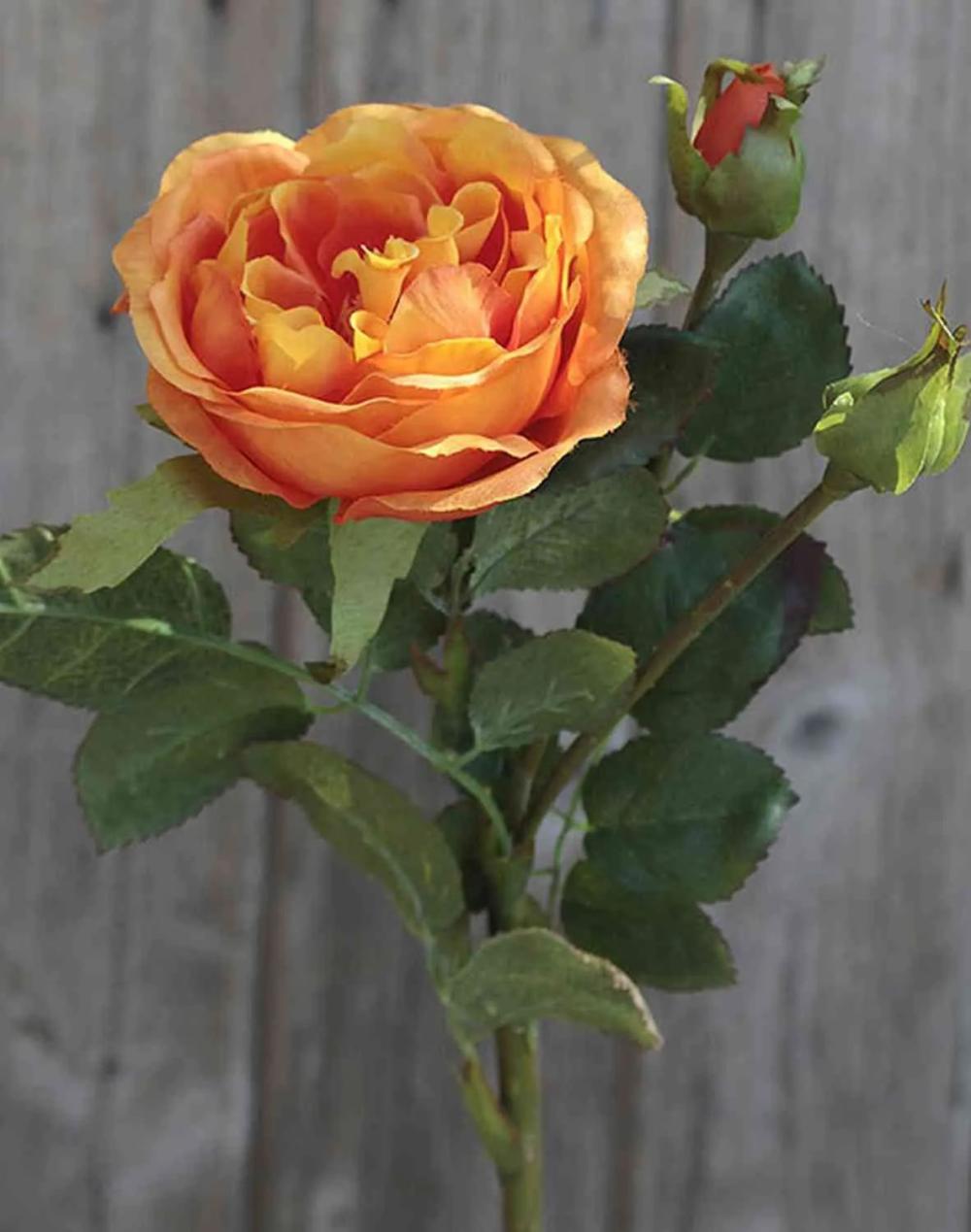 Rose | Artificial Cabbage Rose Olivera, Orange, 12"/30Cm, Ø3.5"/9Cm Artificial Flowers Orange